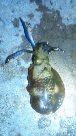 上瀬でのエギング、二人での釣果☆