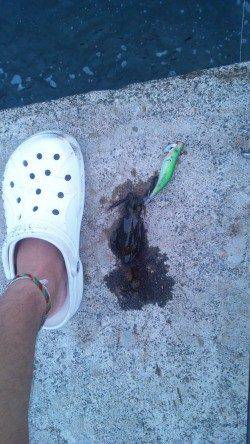 上瀬でのエギング、二人での釣果☆