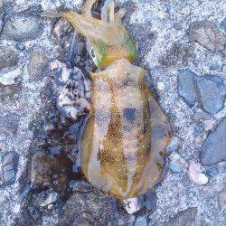 【14日】深日漁港でコロッケサイズ3ハイ♪