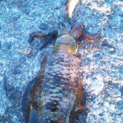 深日漁港エギング　リリースサイズばかりで残念