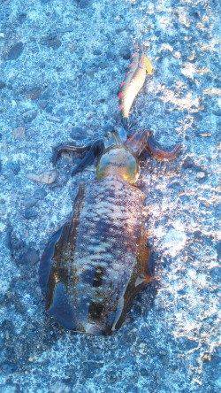 深日漁港エギング　リリースサイズばかりで残念