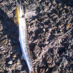 深日漁港エギング　リリースサイズばかりで残念