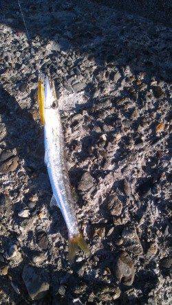 深日漁港エギング　リリースサイズばかりで残念