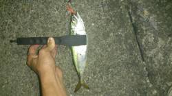 舞洲でのアジング、入れ食いで５０匹は越える…