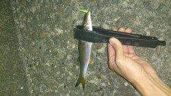 舞洲でのアジング、入れ食いで５０匹は越える釣果