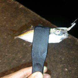 アタリ多し！★舞洲アジング釣果★