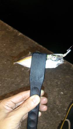 アタリ多し！★舞洲アジング釣果★