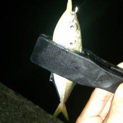 アタリ多し！★舞洲アジング釣果★