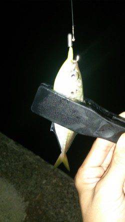 アタリ多し！★舞洲アジング釣果★