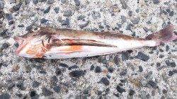 垂水で投げ釣り、キス・ベラにホウボウ