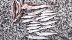 垂水で投げ釣り、キス・ベラにホウボウ