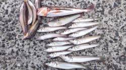 垂水で投げ釣り、キス・ベラにホウボウ