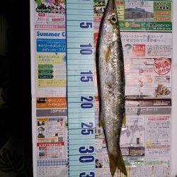 久美浜　エギングでアオリイカをリリース含む11パイ　ジグでカマスも