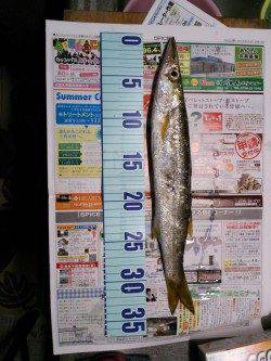 久美浜　エギングでアオリイカをリリース含む11パイ　ジグでカマスも