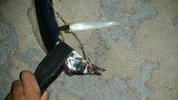 大阪南港にタチウオ回遊中・・・漬け丼と刺身で♪