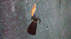 泉佐野でエギング、新子アオリ×3