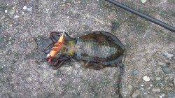 泉佐野でエギング、新子アオリ×3