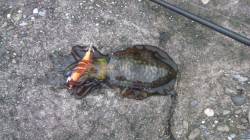 泉佐野でエギング、新子アオリ×3