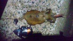 田村漁港でエギング&ヤエン　アオリイカ  計8ハイ