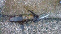 田村漁港でエギング&ヤエン　アオリイカ  計8ハイ