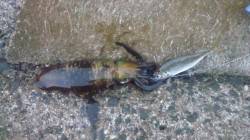 田村漁港でエギング&ヤエン　アオリ…