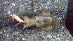 エギングとヤエンでアオリイカ♪