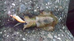 エギングとヤエンでアオリイカ♪