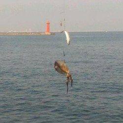 エギングとヤエンでアオリイカ♪