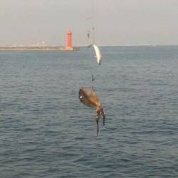 エギングとヤエンでアオリイカ♪