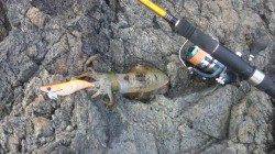 栖原の地磯にて2人でのエギング釣果