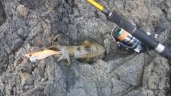 栖原の地磯にて2人でのエギング釣果