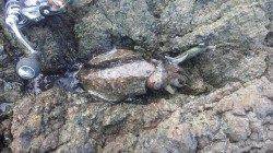 栖原の地磯にて2人でのエギング釣果