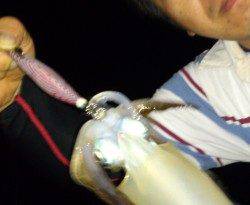 三尾でのナイトエギング、エギのサイズは2号