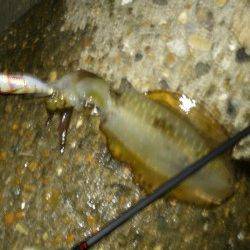 新浜漁港　長めのフォールで誘いアオリイカがヒット