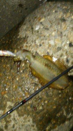 新浜漁港　長めのフォールで誘いアオリイカがヒット