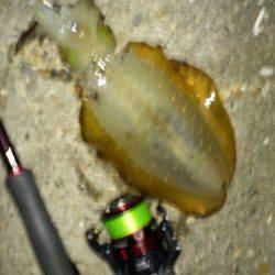 新浜漁港　長めのフォールで誘いアオリイカがヒット