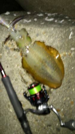 新浜漁港　長めのフォールで誘いアオリイカが…