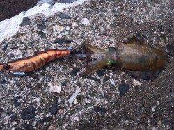 エギング、胴長21cm、500gをこえていました