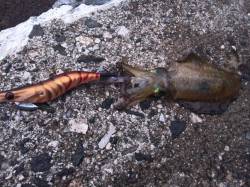 エギング、胴長21cm、500gをこえてい…