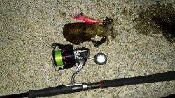 新浜漁港　ナイトエギングでアオリイカ狙いも可愛いサイズ