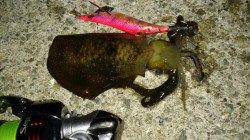 新浜漁港　ナイトエギングでアオリイカ狙いも可愛いサイズ