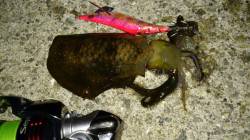 新浜漁港　ナイトエギングでアオリイカ狙いも…