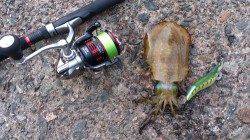 三尾　昼３時過ぎからのエギング釣行　隣の小学生もアオリゲット