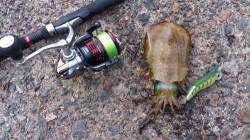 三尾　昼３時過ぎからのエギング釣行　隣の小…