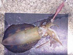 明石港　ナイトエギングでケンサキ16パイ！ 今季初のアオリも