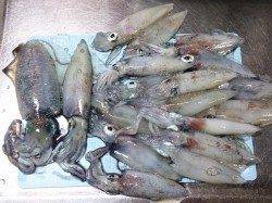 明石港　ナイトエギングでケンサキ16パイ！ 今季初のアオリも