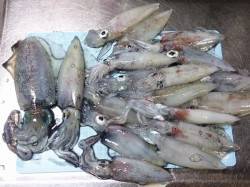 明石港　ナイトエギングでケンサキ16パイ！…