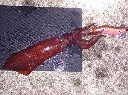 明石港、エギングでケンサキ＆アオリの釣果