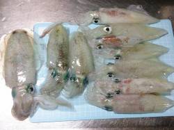 明石港、エギングでケンサキ＆アオリの釣果