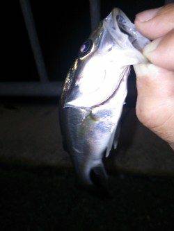 豊岡で約20cmのセイゴが釣れました